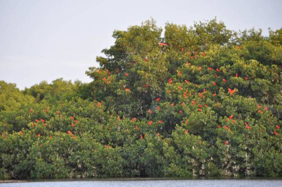 Árvore dormitório dos guarás no pântano/mangue de Caroni, próximo à Port of Spain, em Trinidad e Tobago